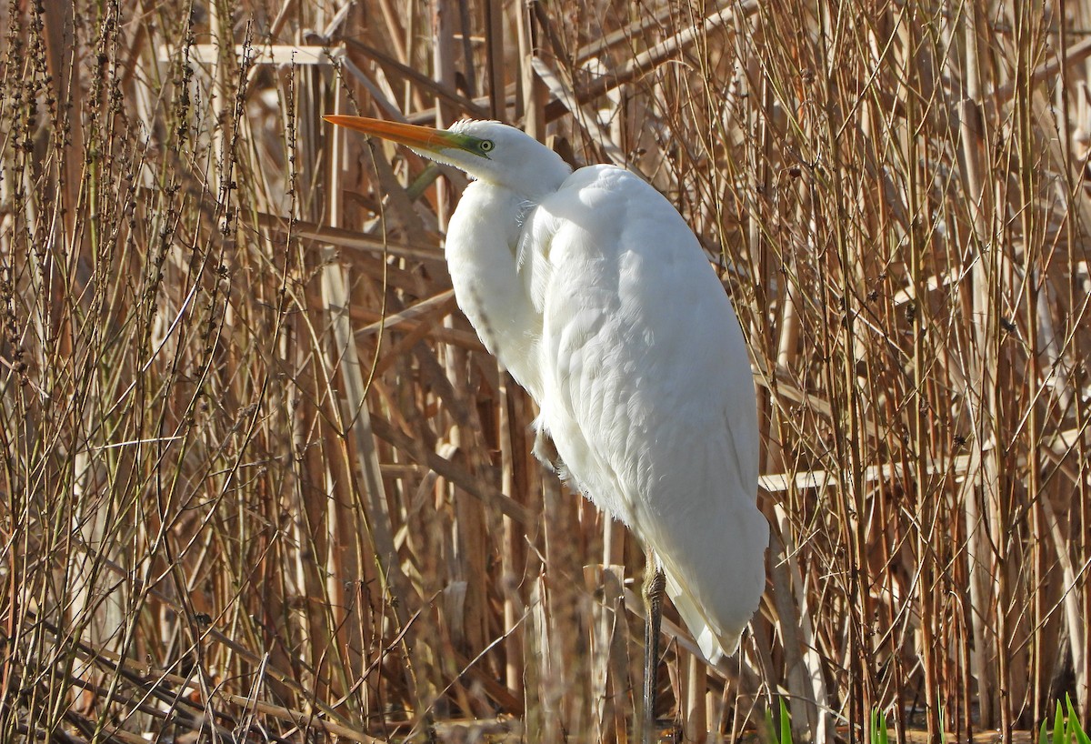 Great Egret - ML614984998