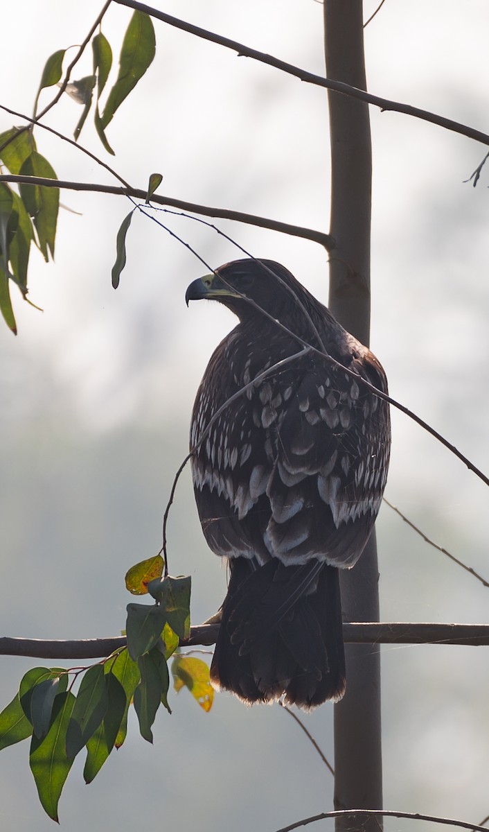 Greater Spotted Eagle - Jaimin Makwana