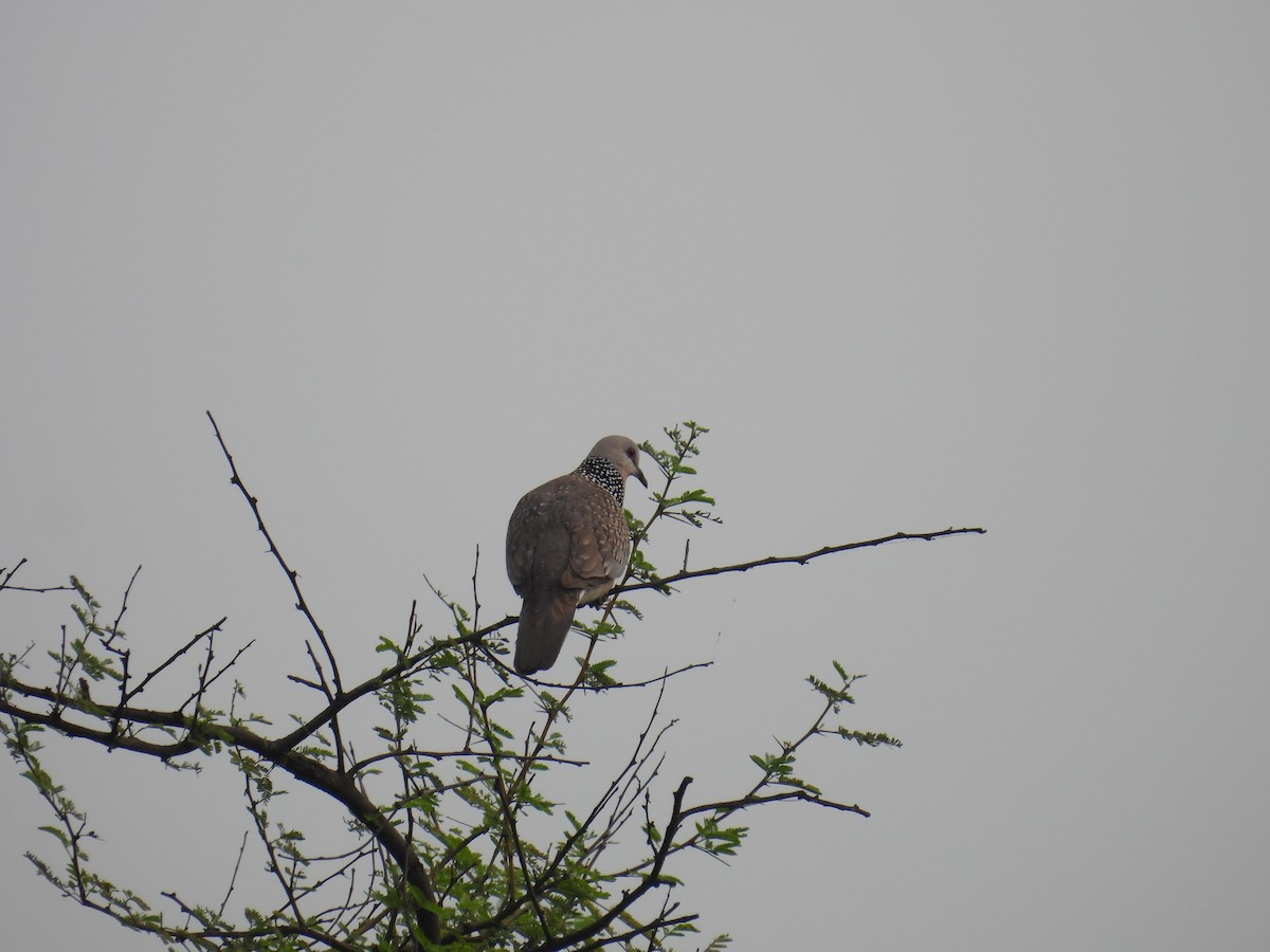 Spotted Dove - ML614985040