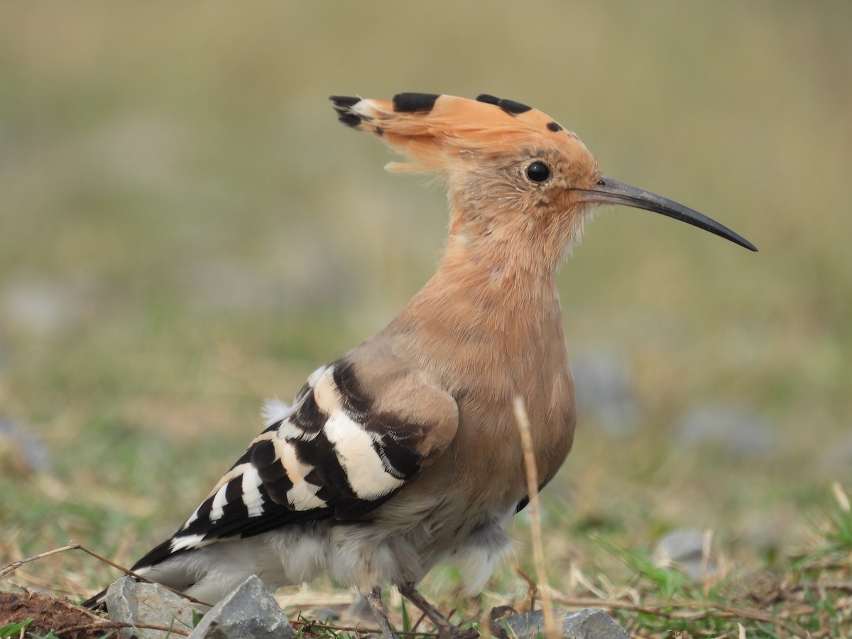 Eurasian Hoopoe - ML614985059