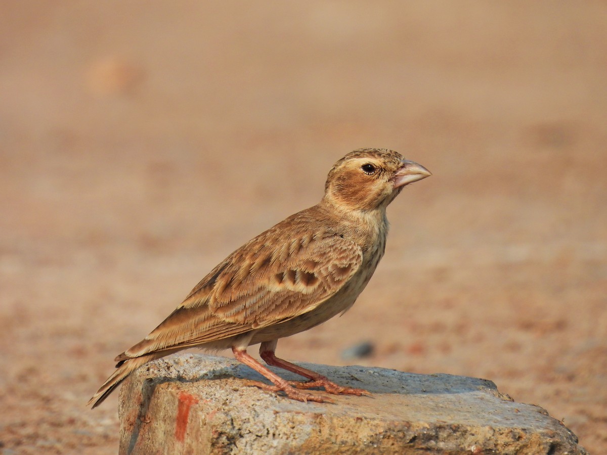 Ashy-crowned Sparrow-Lark - ML614985110