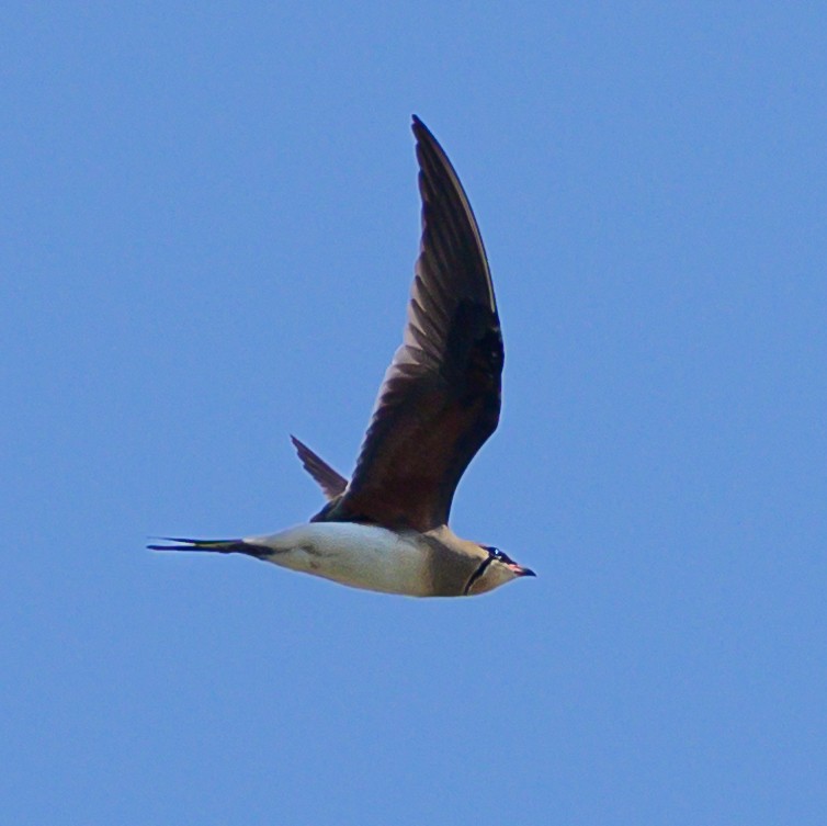 Collared Pratincole - Jaimin Makwana