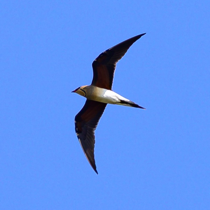 Collared Pratincole - Jaimin Makwana