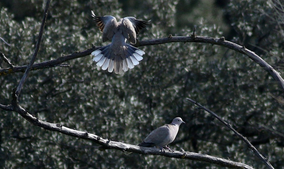 Eurasian Collared-Dove - ML614985174