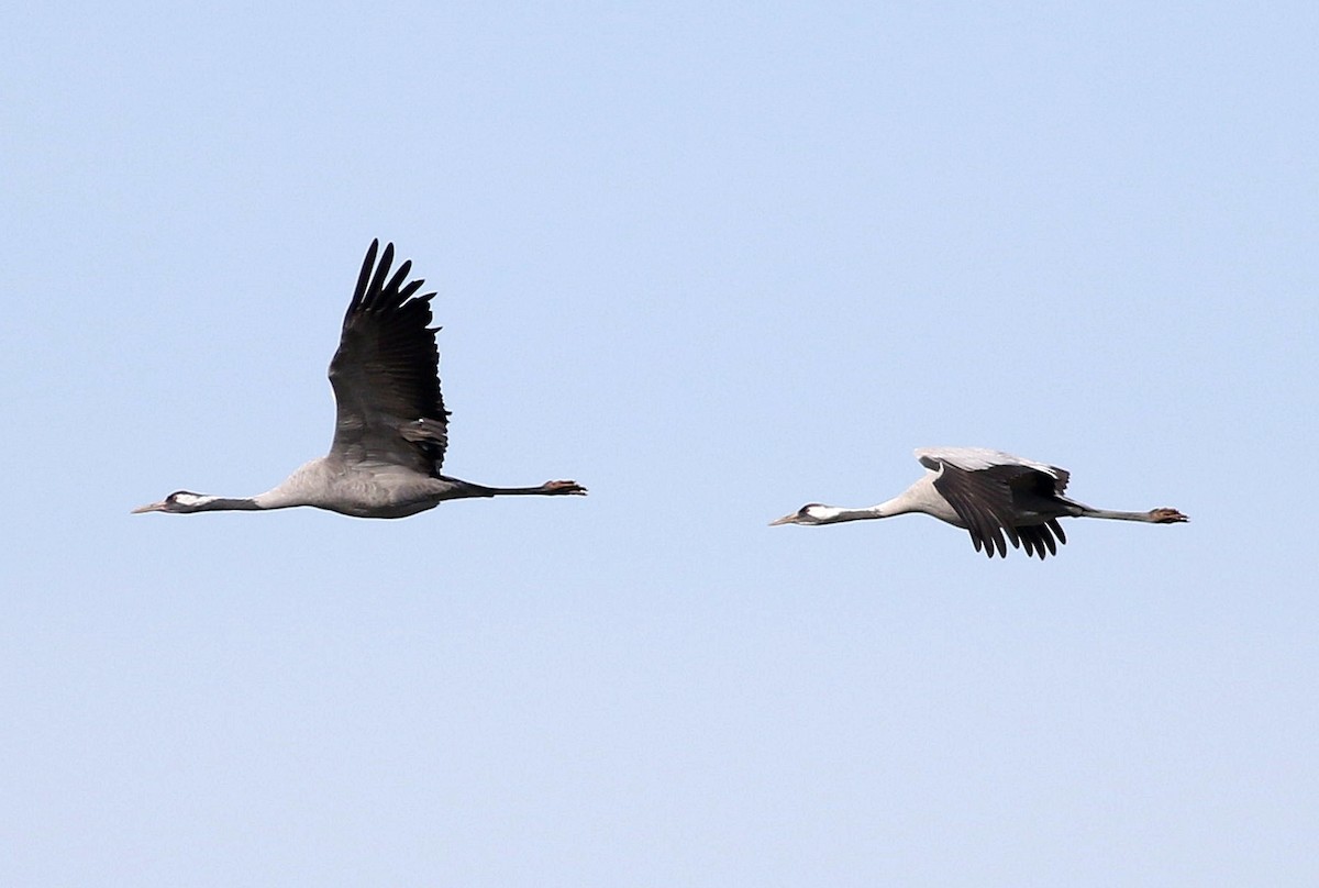 Common Crane - Miguel García