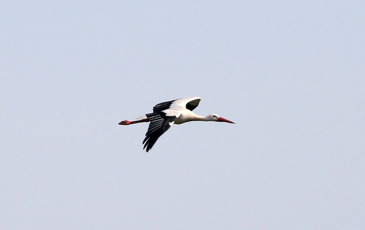 White Stork - ML614985240