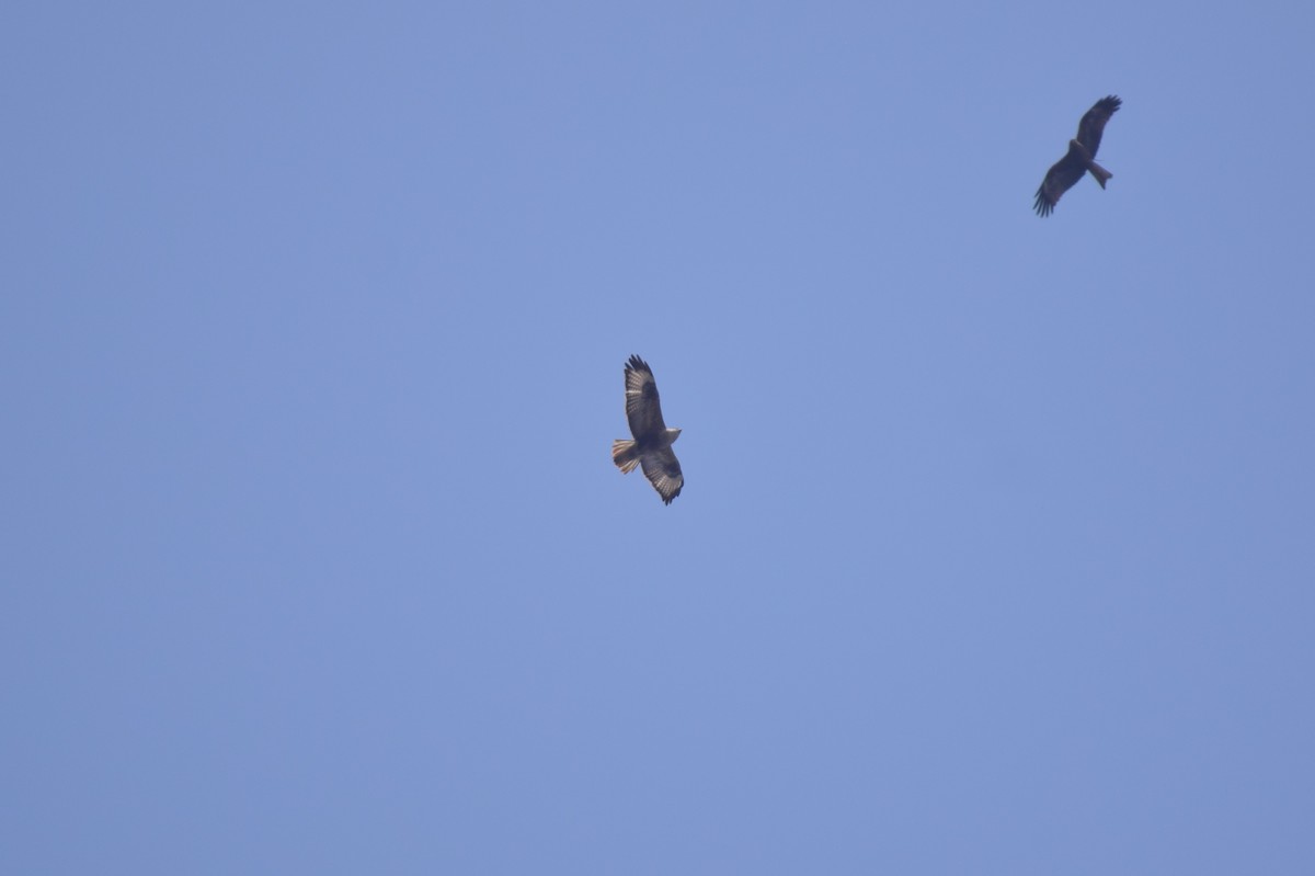 Himalayan Buzzard - ML614985249