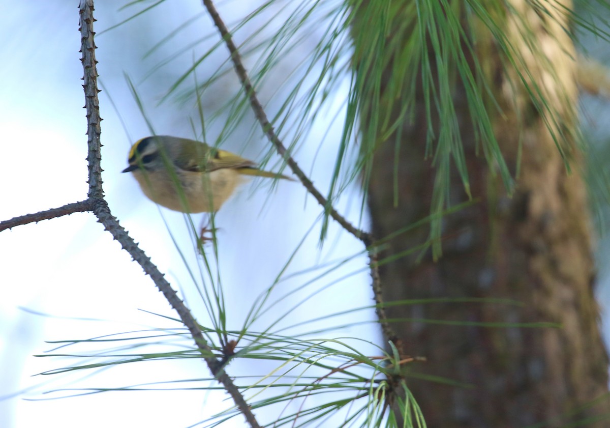 Golden-crowned Kinglet - ML614985280