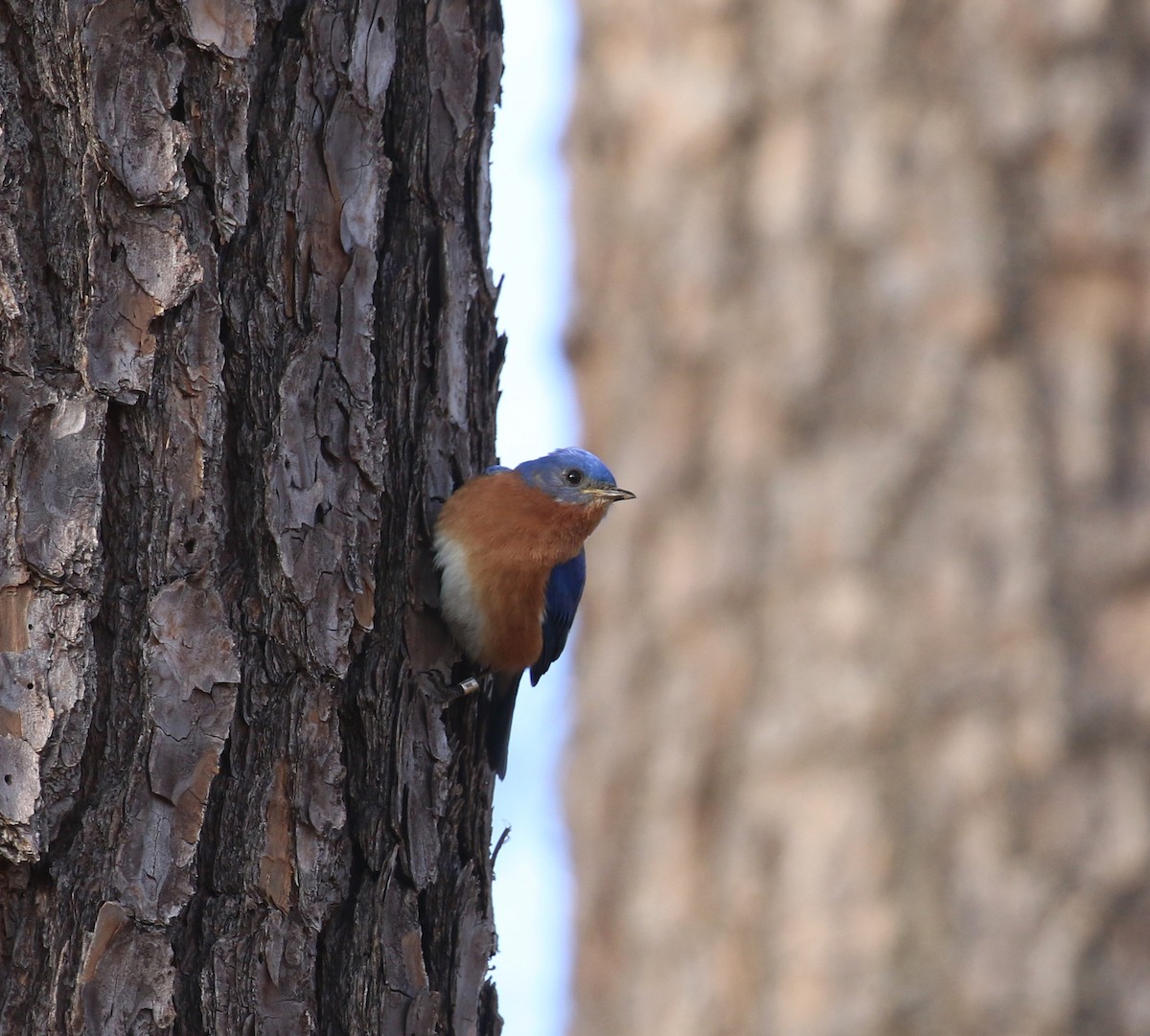 Eastern Bluebird - ML614985290