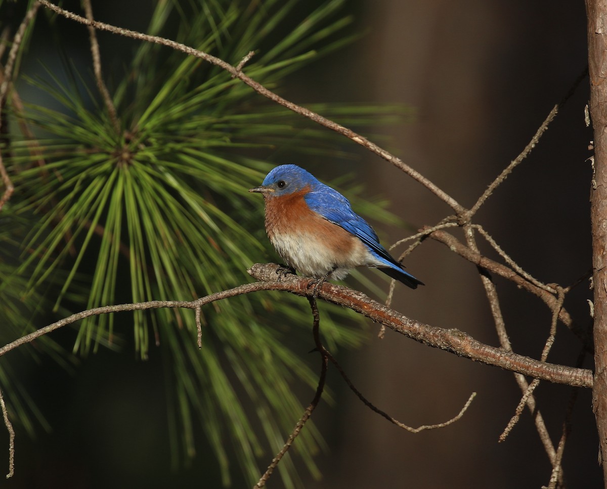 Eastern Bluebird - ML614985291
