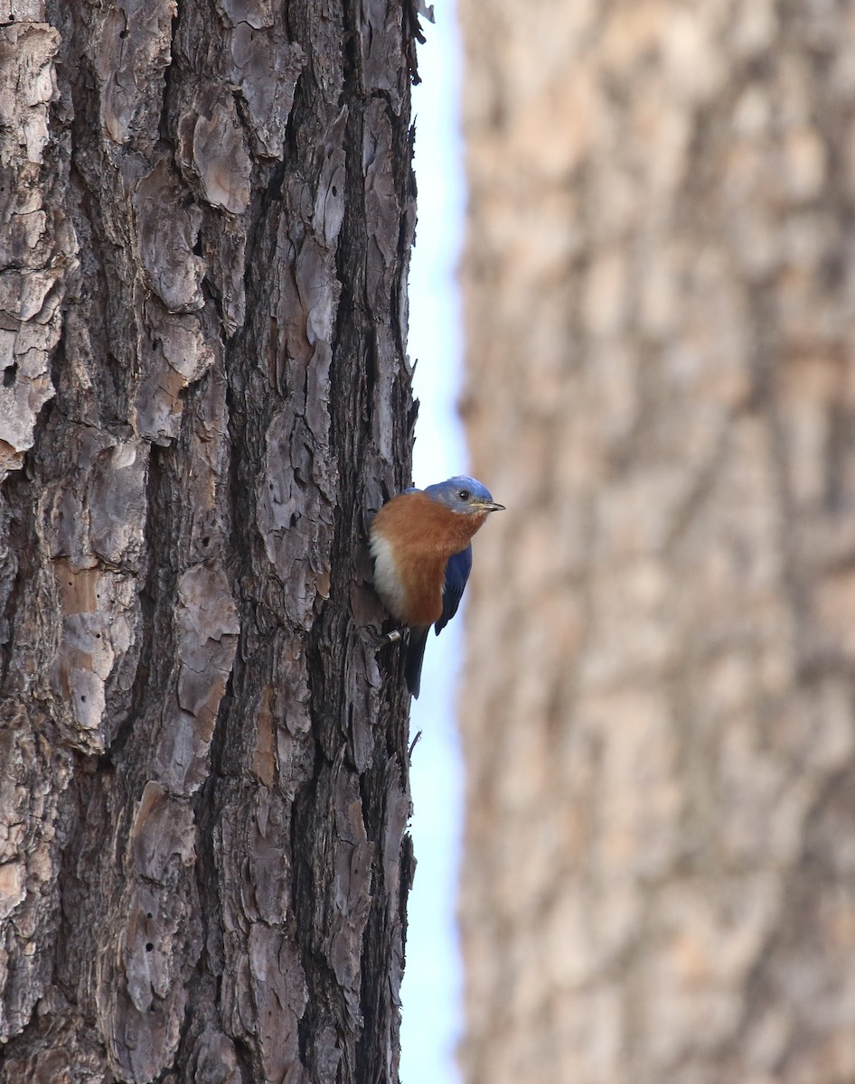 Eastern Bluebird - ML614985294