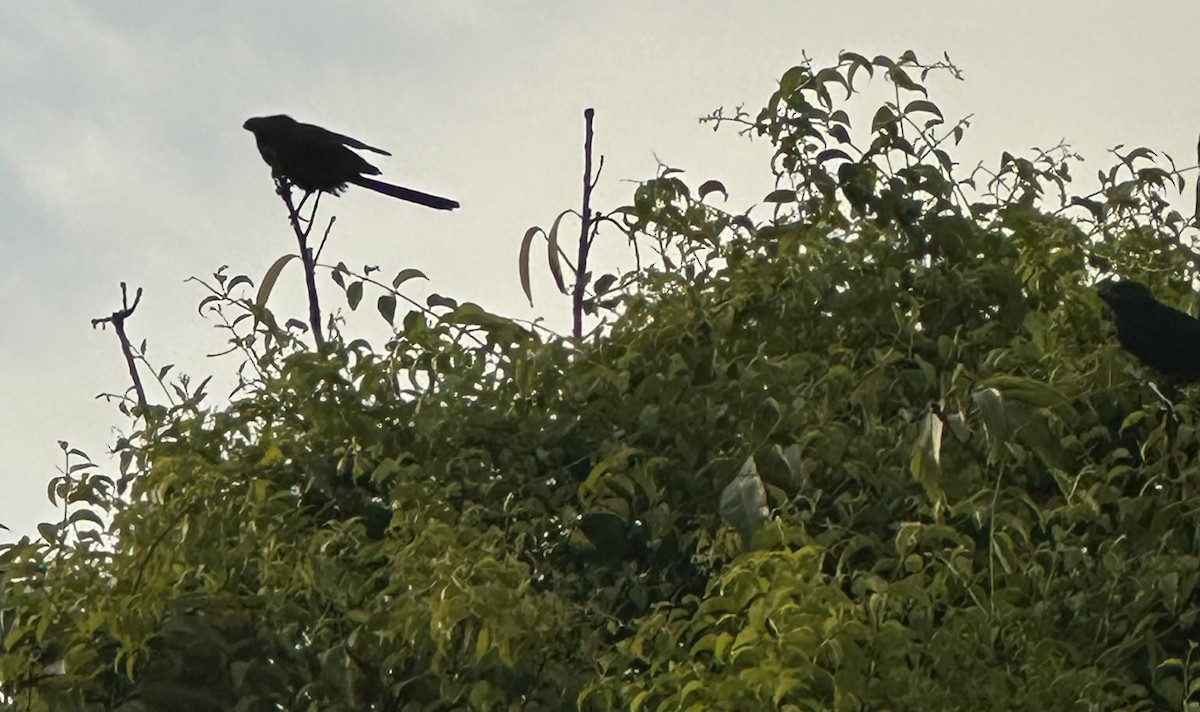 Smooth-billed Ani - Lindsey Sinclair