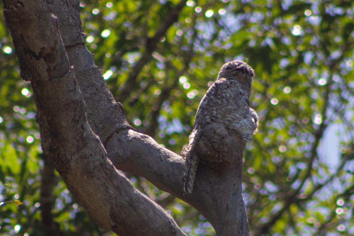 Great Potoo - Zaine mohamed