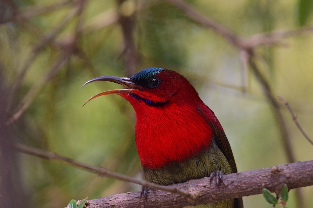 Crimson Sunbird - Vipin Rao