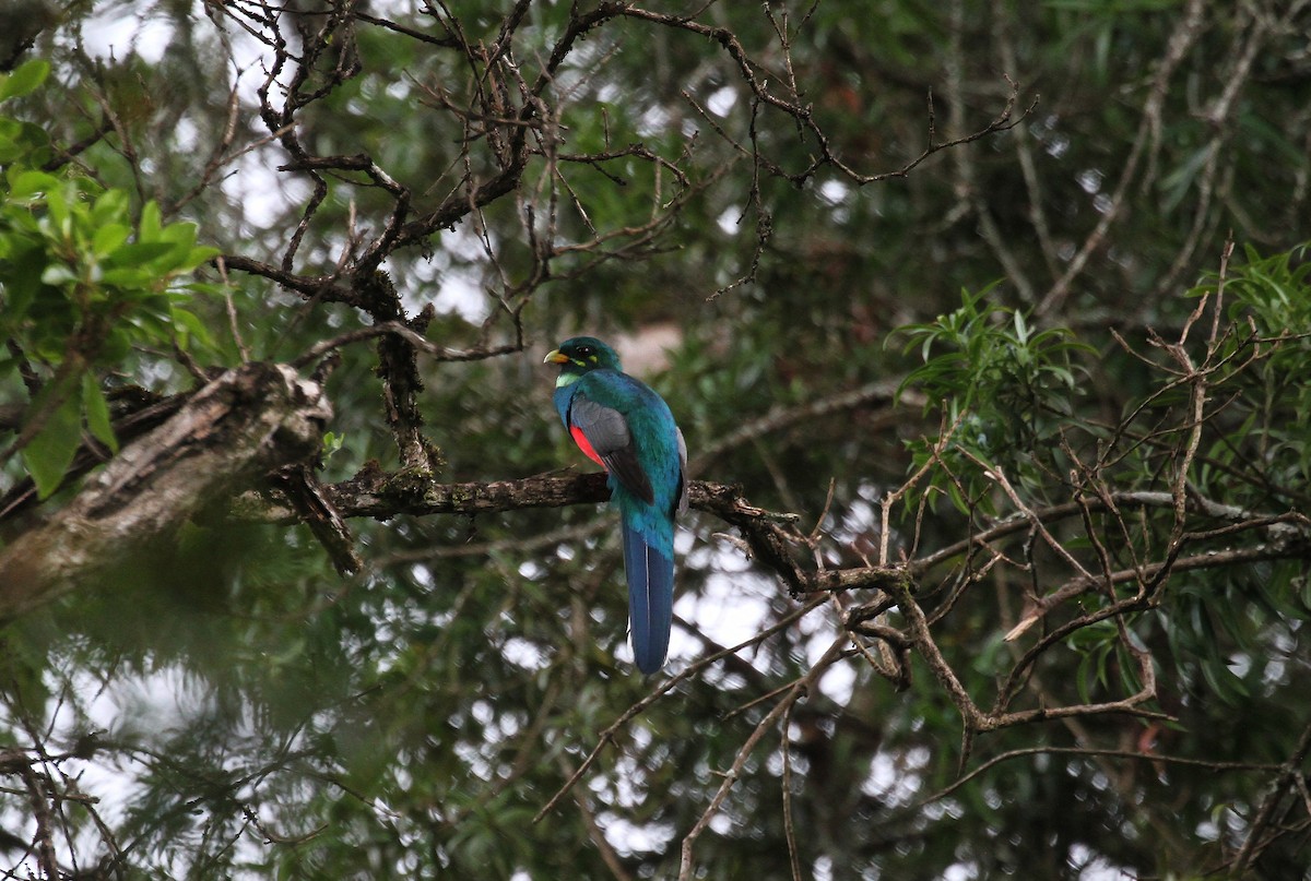 trogon africký - ML614985347