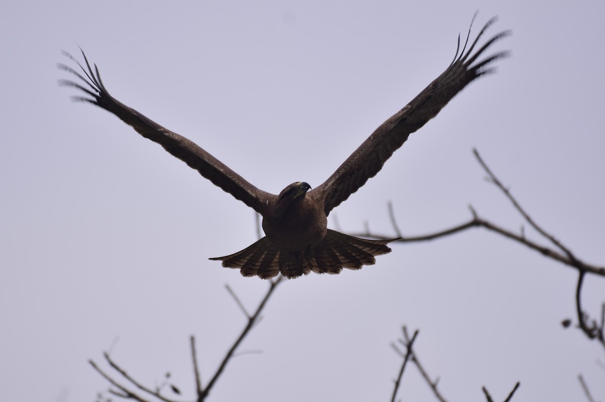 Aigle de Bonelli - ML614985363