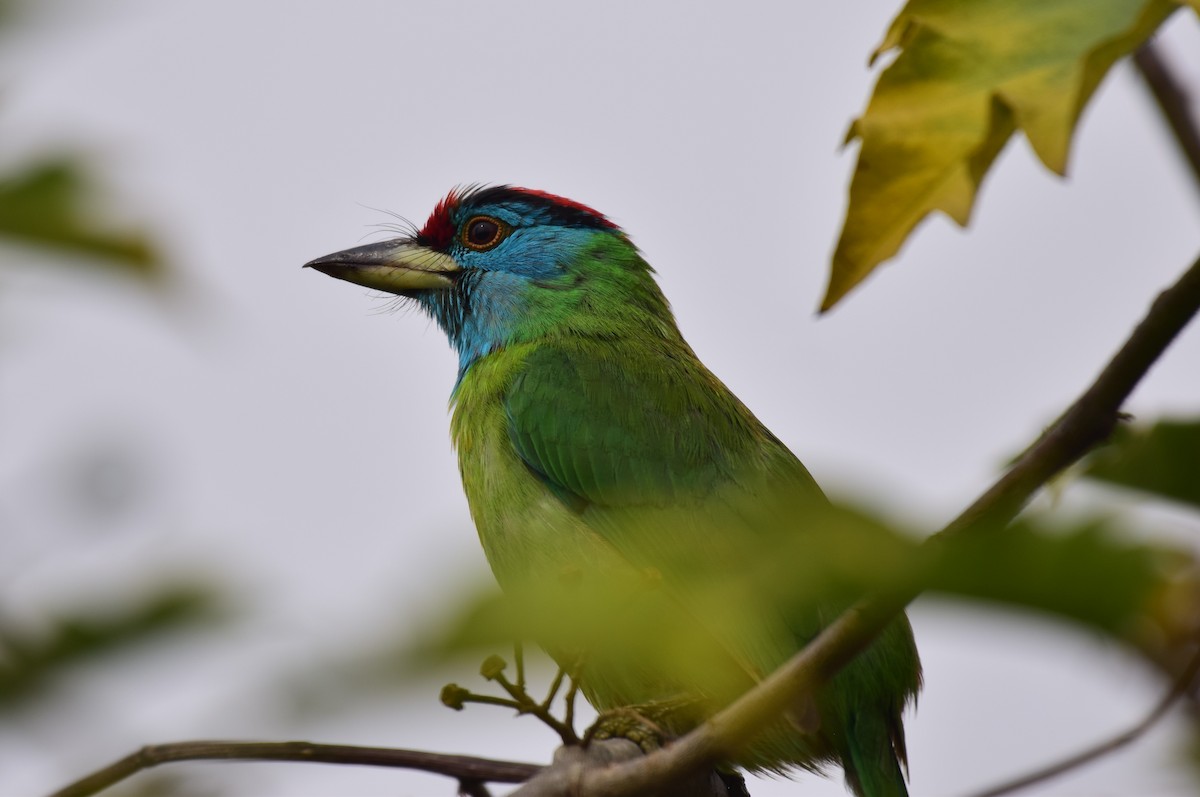 Blauwangen-Bartvogel - ML614985373