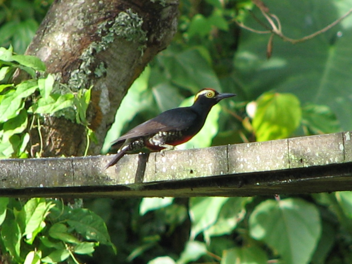 Yellow-tufted Woodpecker - ML614985391