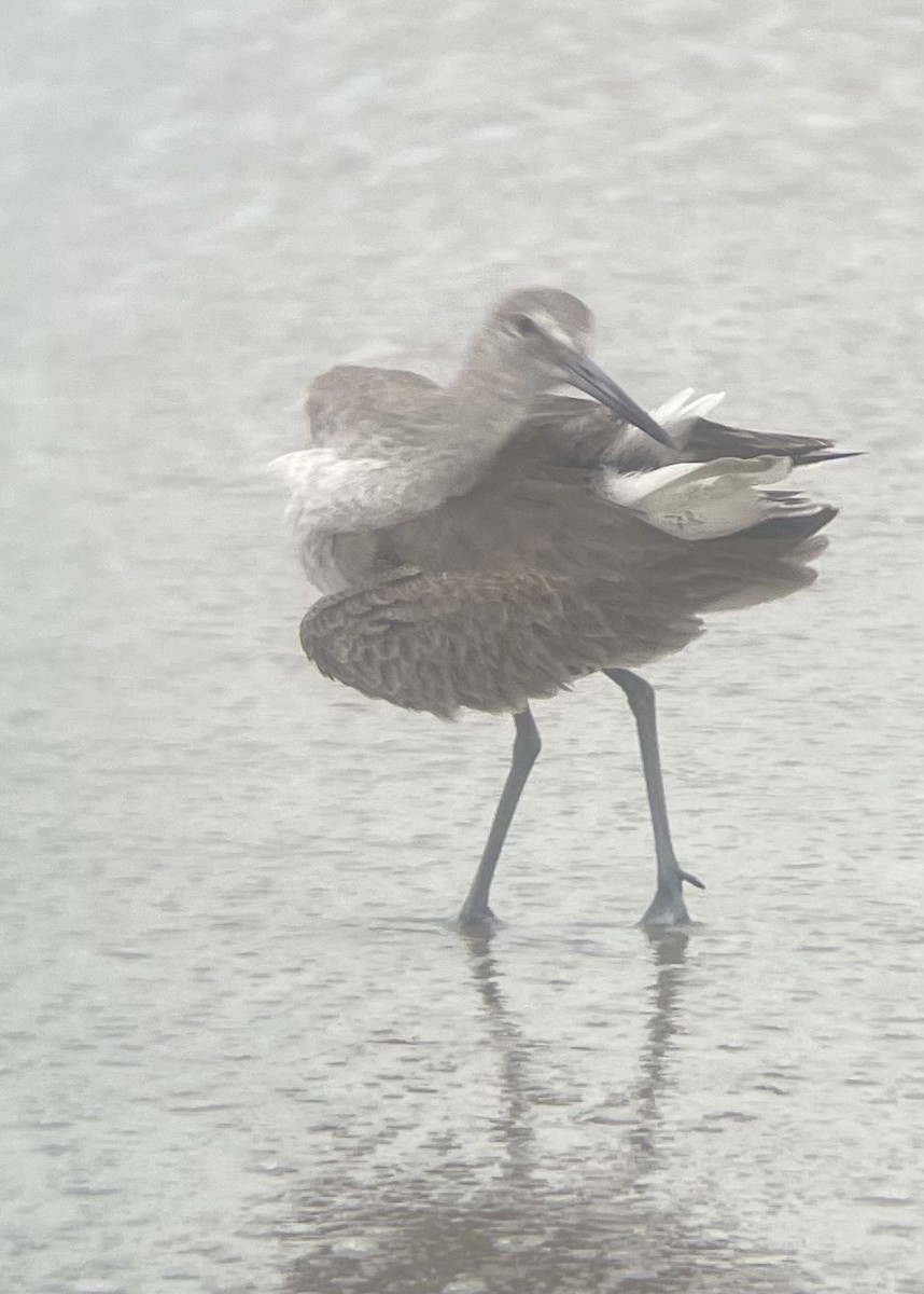 Willet - ML614985470