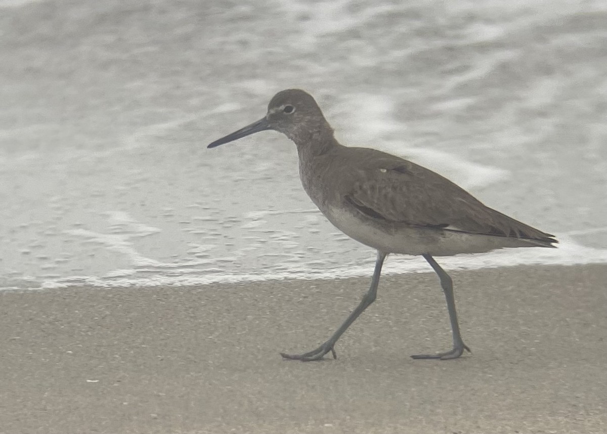 Willet - ML614985471