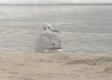 Mouette de Bonaparte - ML614985602