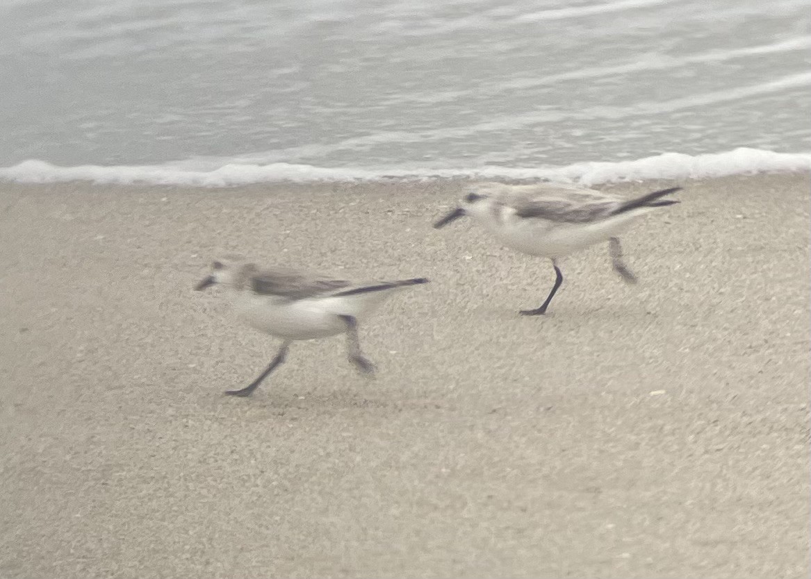 Bécasseau sanderling - ML614985669