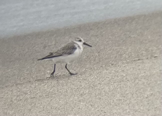 Bécasseau sanderling - ML614985670