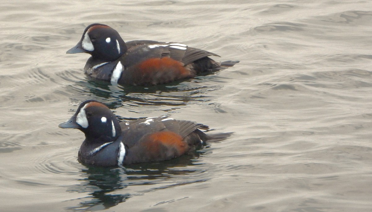 Pato Arlequín - ML614985696