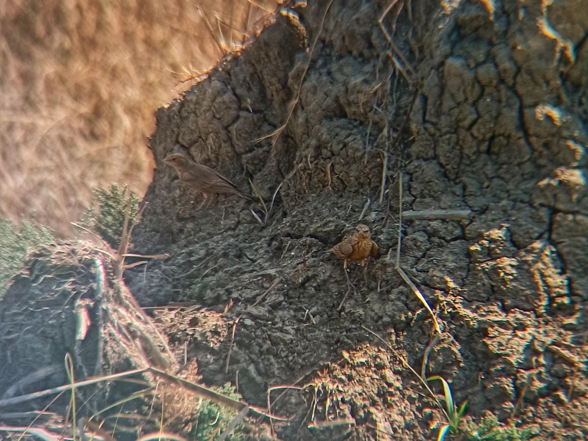 Rufous-tailed Lark - Jaimin Makwana