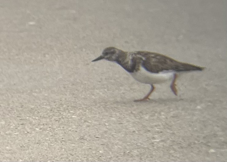 Ruddy Turnstone - ML614985704