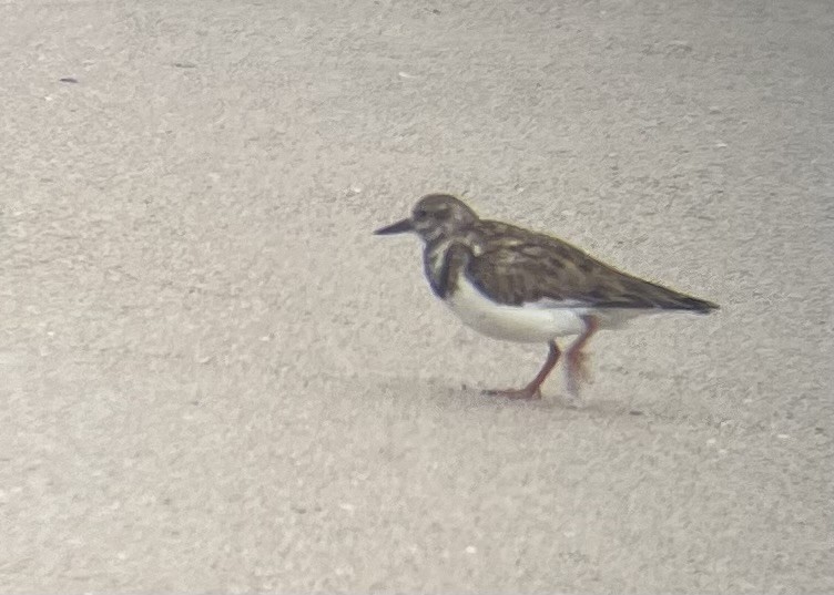 Ruddy Turnstone - ML614985705