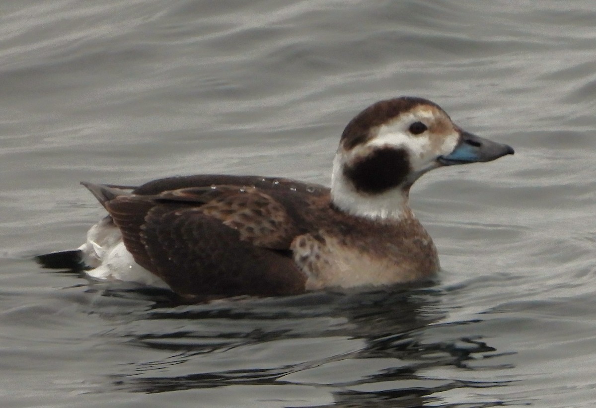 Long-tailed Duck - ML614985706