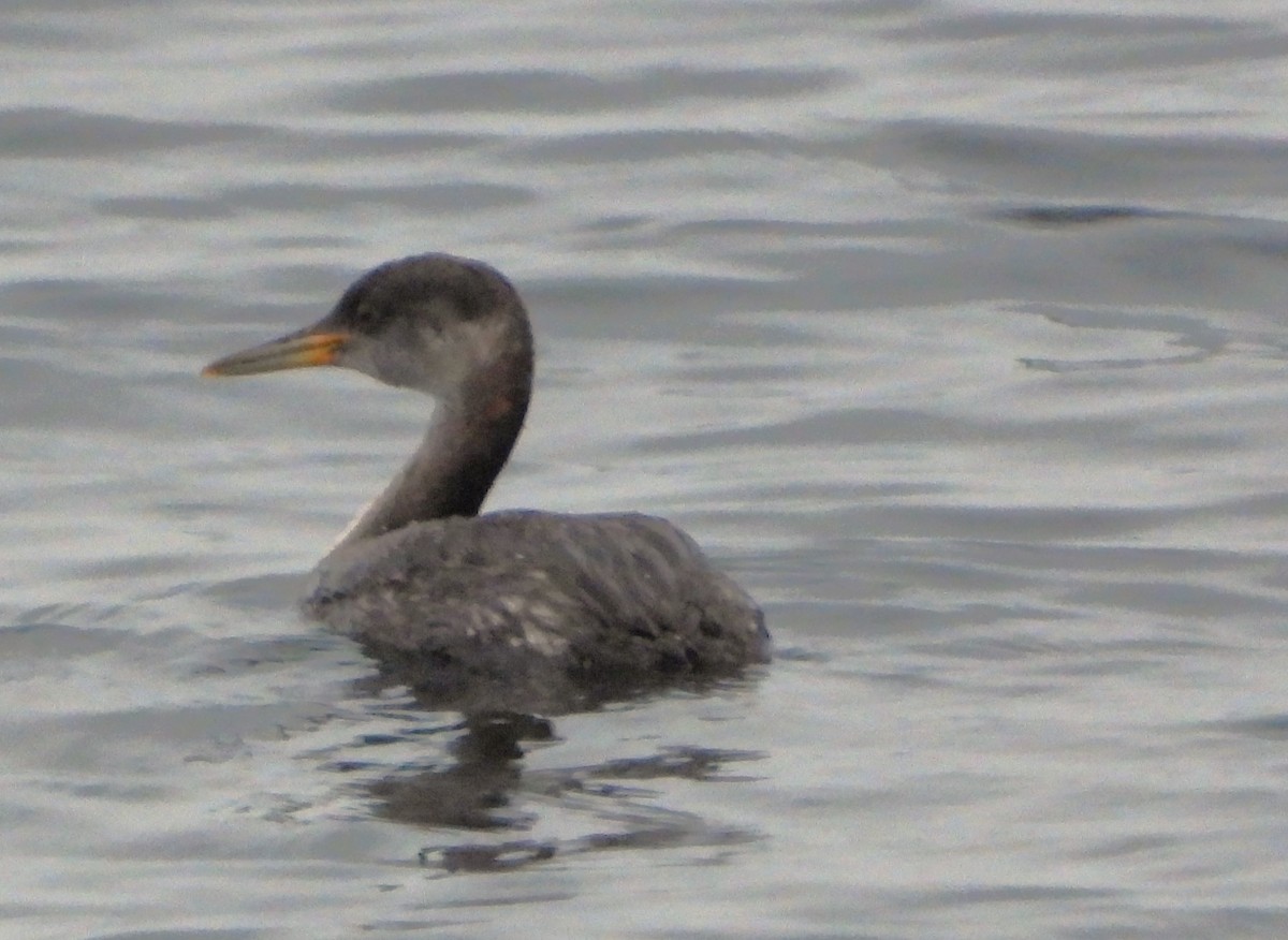 Red-necked Grebe - ML614985735
