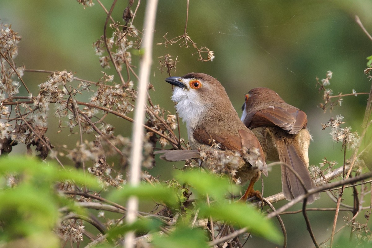 Yellow-eyed Babbler - ML614985739