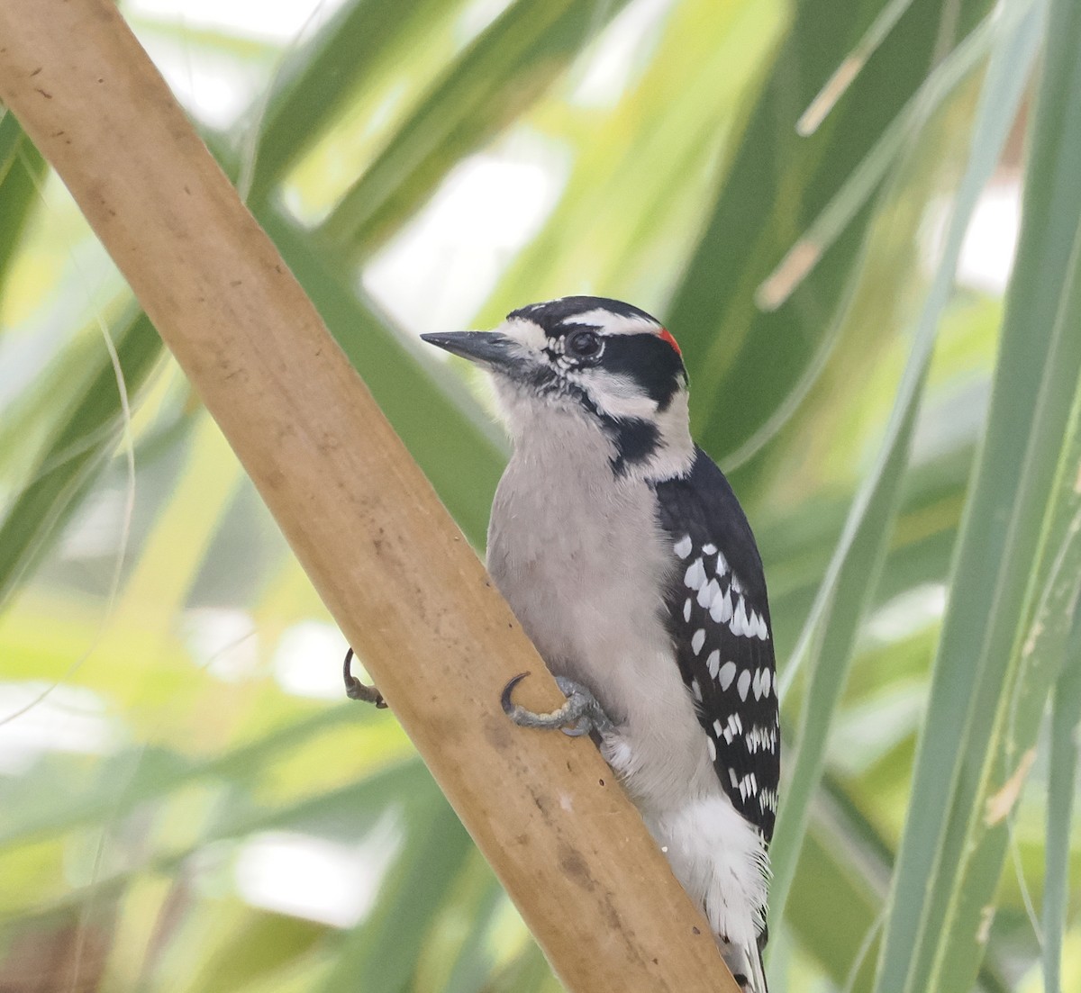 Downy Woodpecker - ML614985755