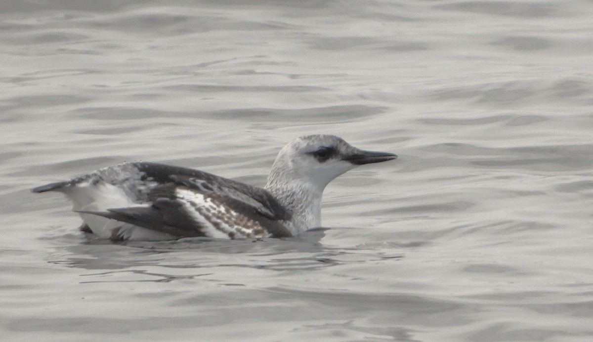 Black Guillemot - ML614985759