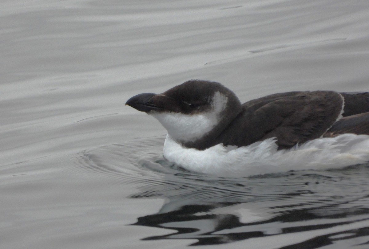 Razorbill - ML614985763