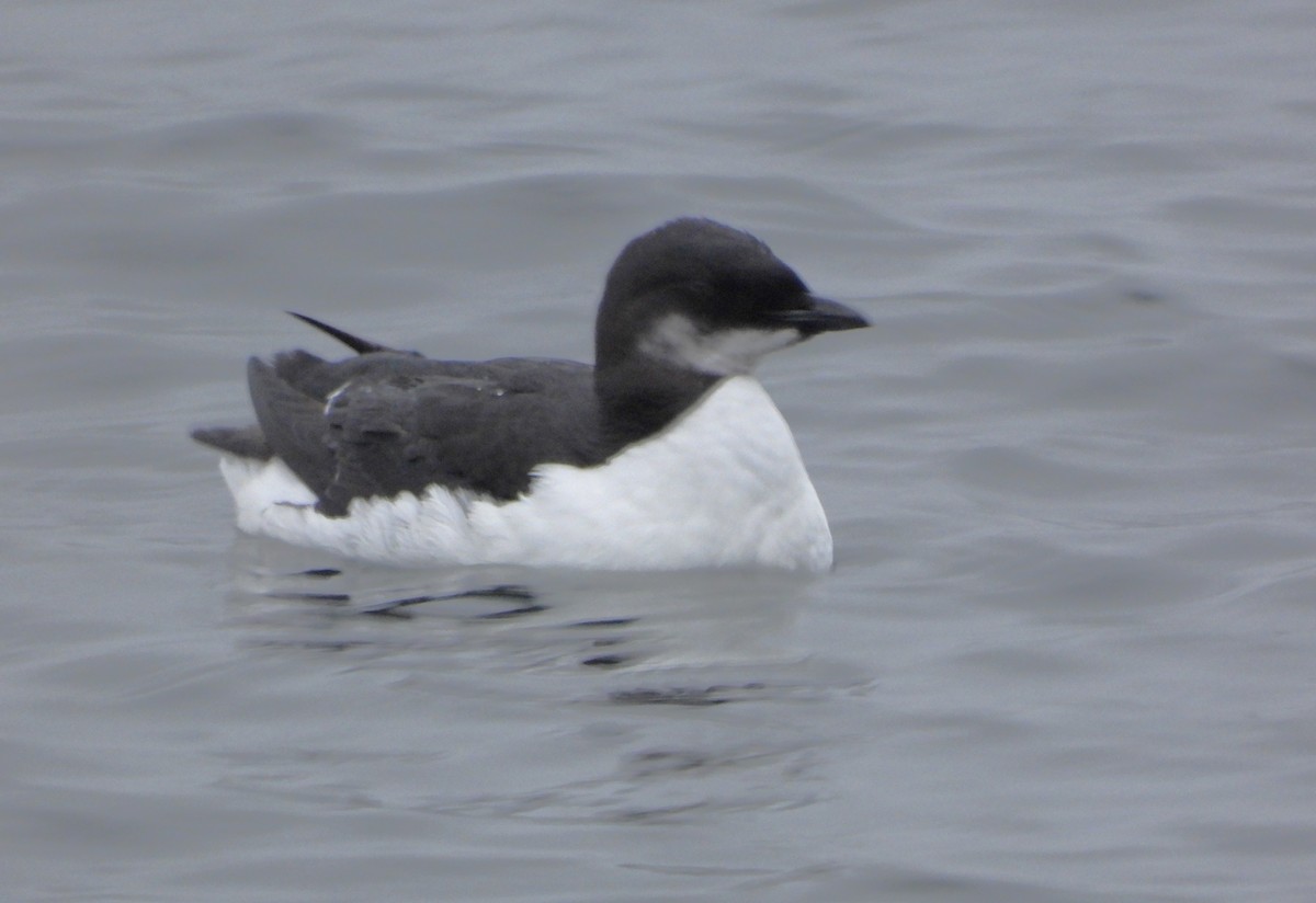 Thick-billed Murre - ML614985773