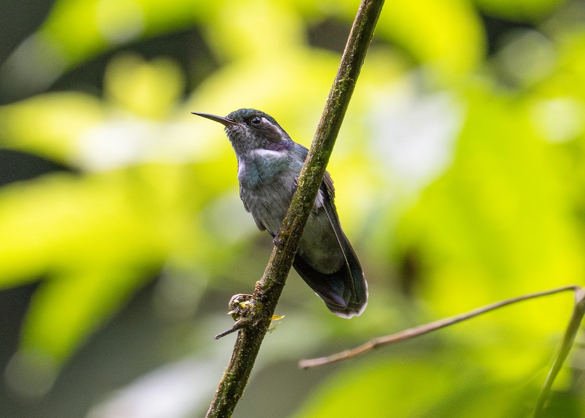 Colibri à queue mi-blanche - ML614985774