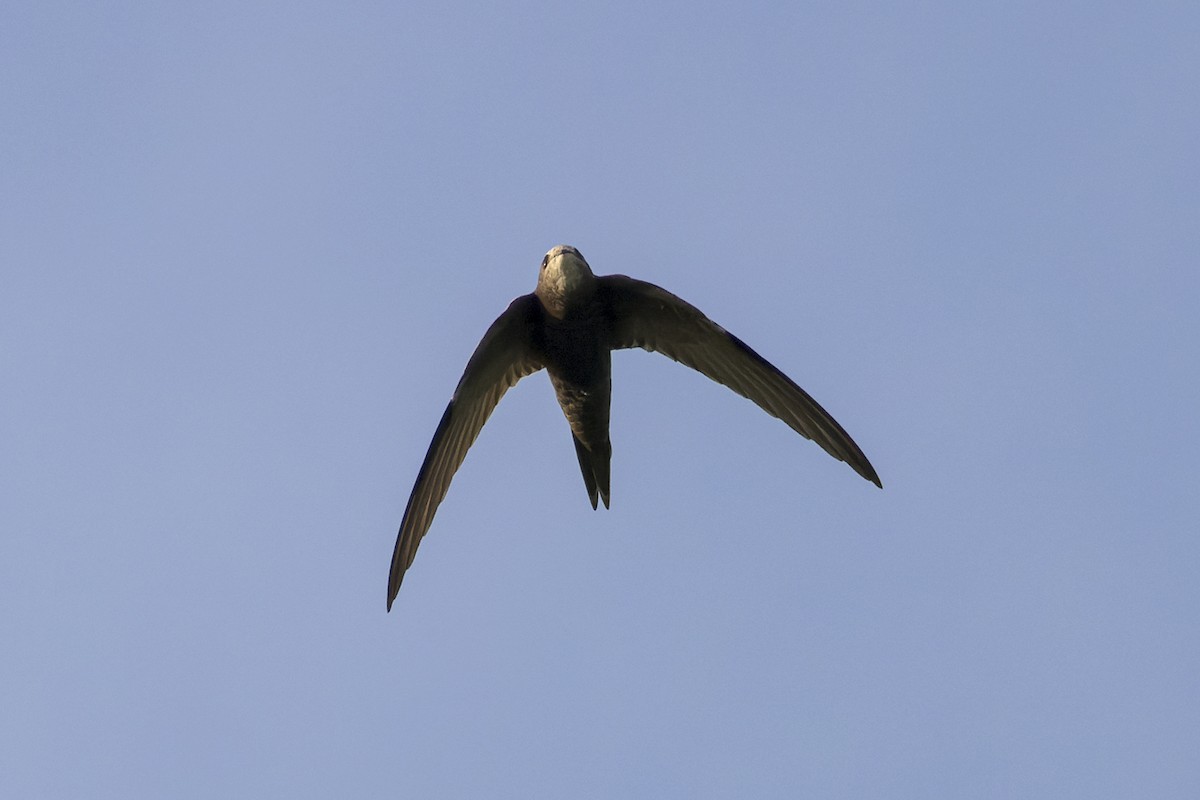 Common Swift - ML614985842