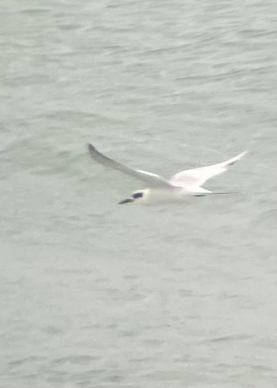 Forster's Tern - ML614985844