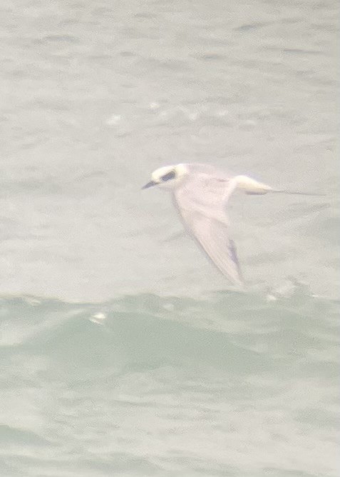 Forster's Tern - ML614985846