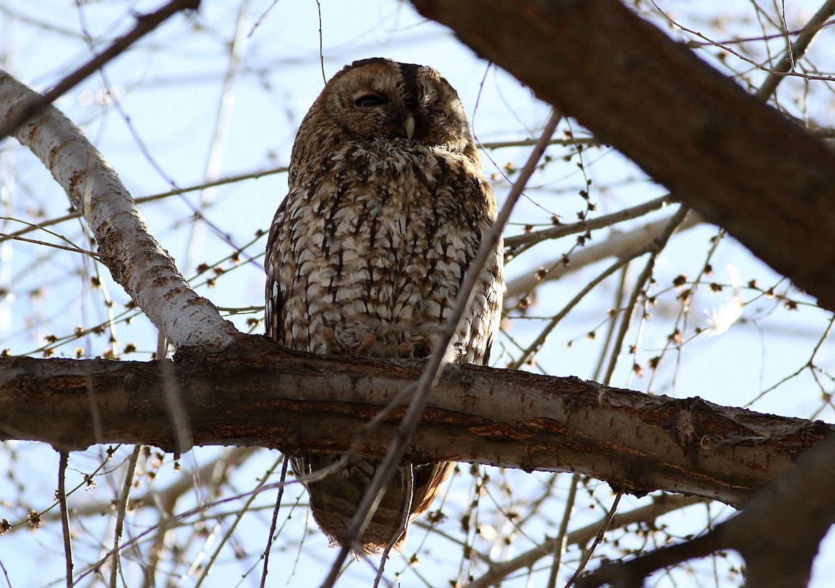 Tawny Owl - Miguel García