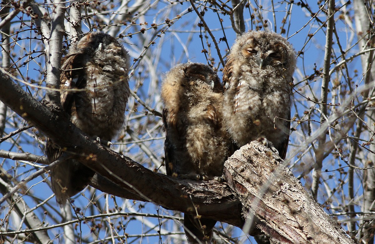 Tawny Owl - Miguel García