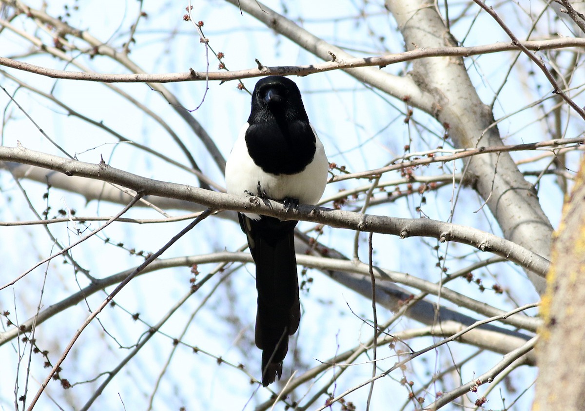 Eurasian Magpie - ML614985876