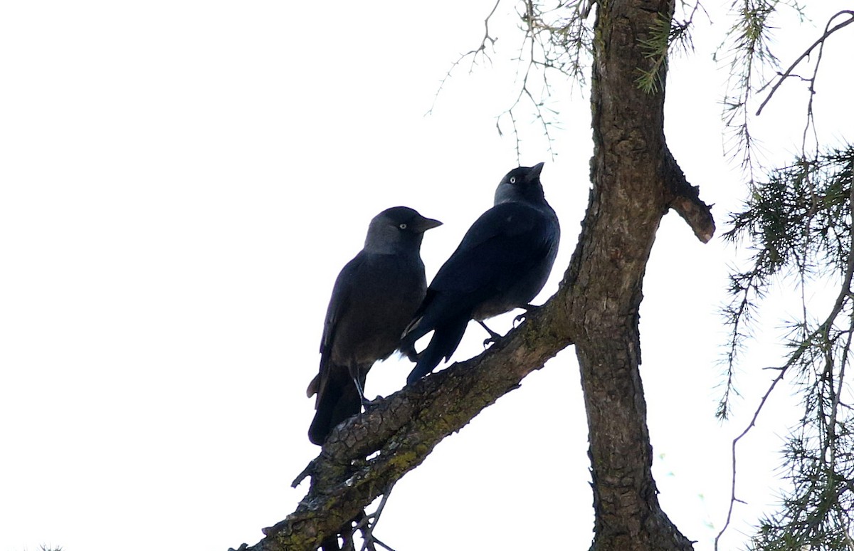 Eurasian Jackdaw - ML614985893