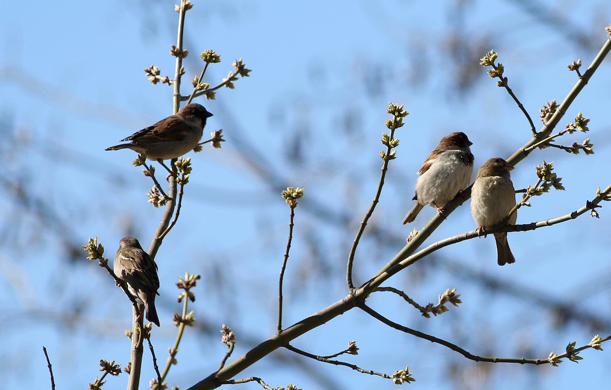 House Sparrow - ML614985904