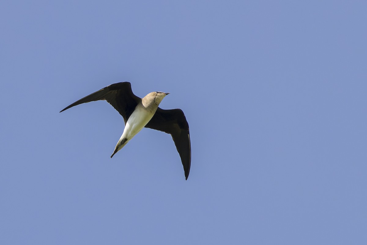 Black-winged Pratincole - ML614985905