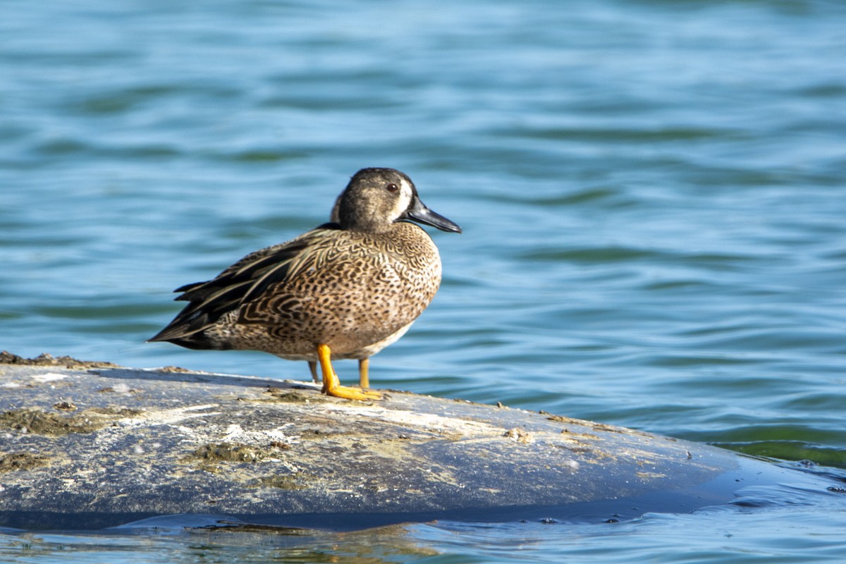 Blue-winged Teal - ML614985910