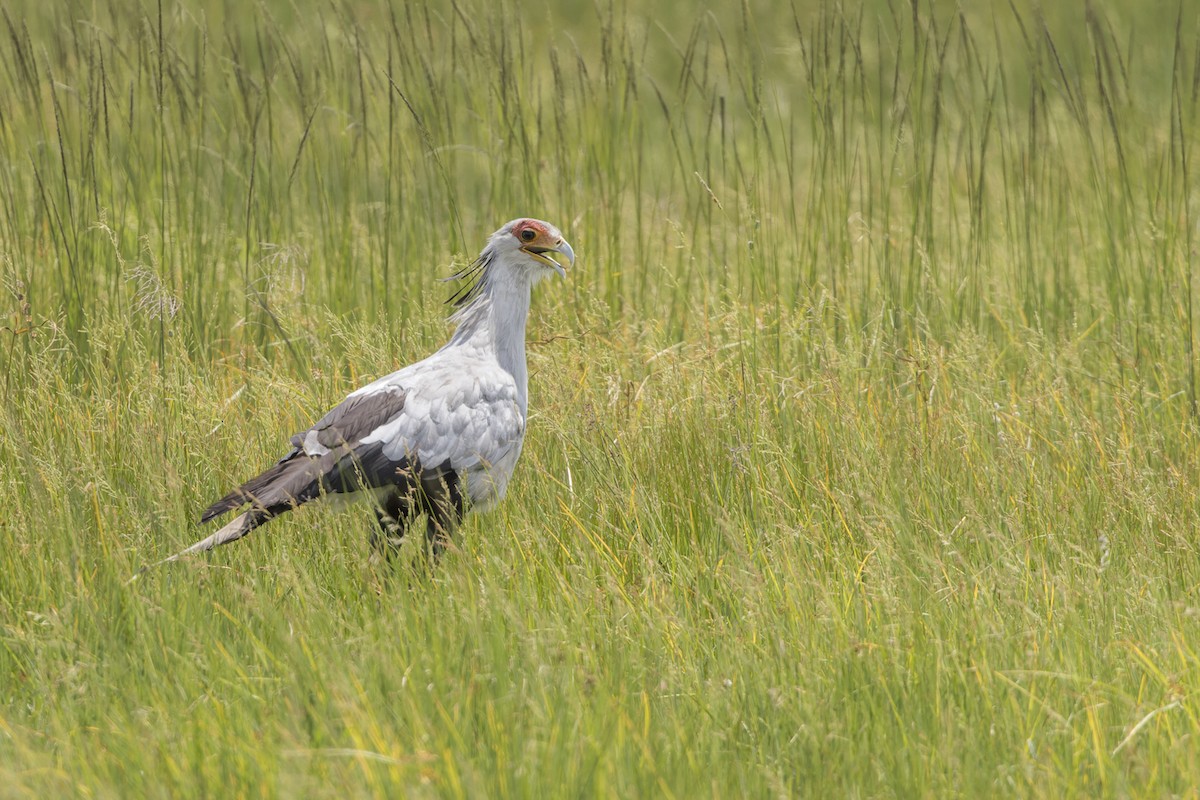 Secretarybird - ML614985959